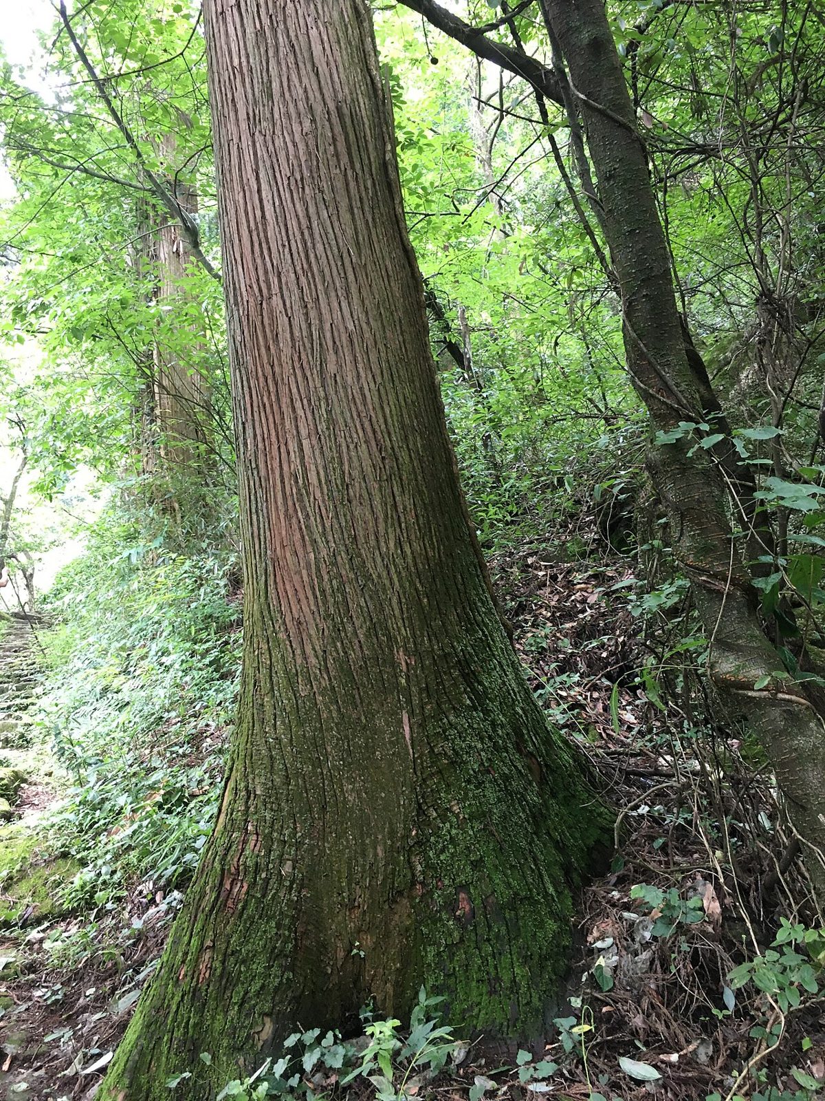 天目山 · 大树王景区 参考图